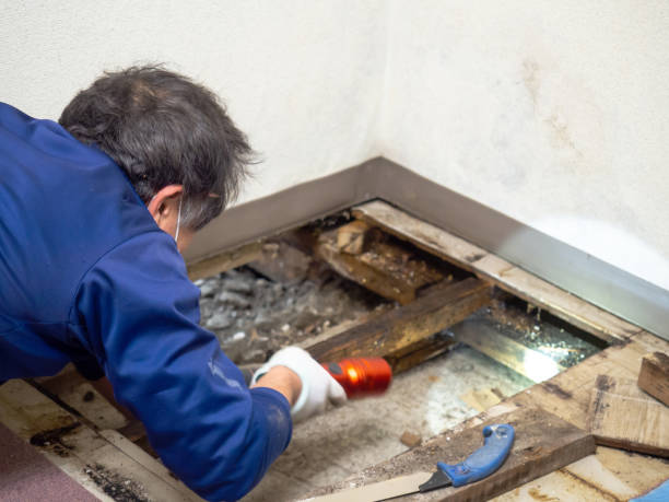 Best Certified Mold Removal  in Roessleville, NY