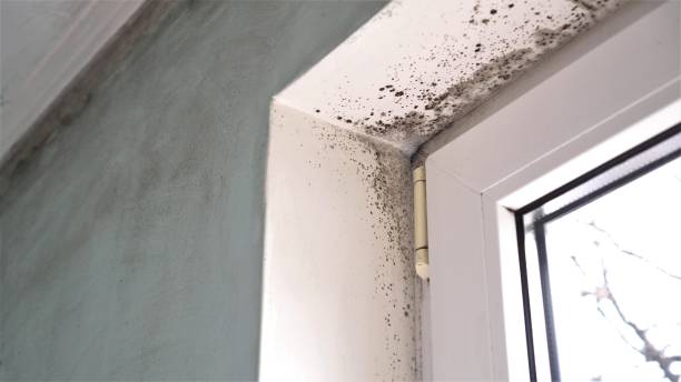 Mold Removal Process in Roessleville, NY