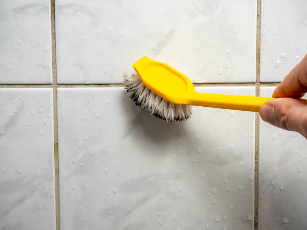 Best Best Mold Removal Companies  in Roessleville, NY