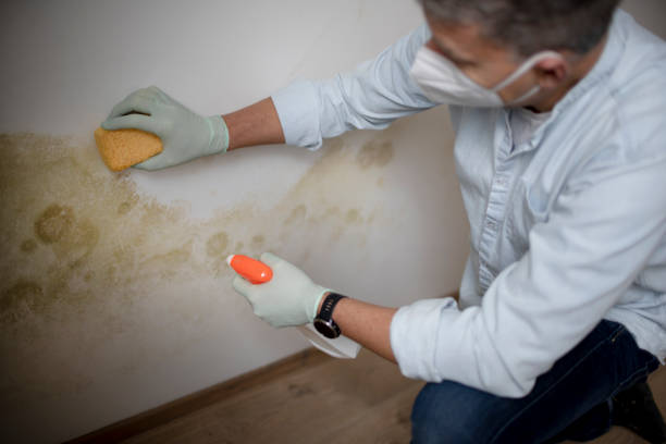 Best Black Mold Removal  in Roessleville, NY
