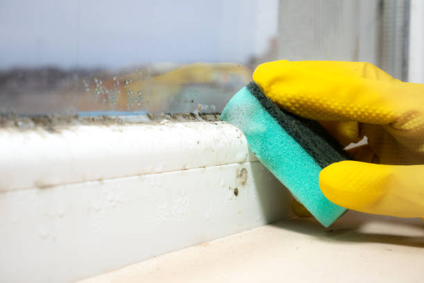Best Residential Mold Removal  in Roessleville, NY