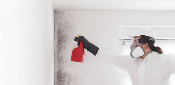 Best Black Mold Removal  in Roessleville, NY