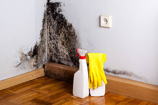 Best Professional Mold Removal  in Roessleville, NY