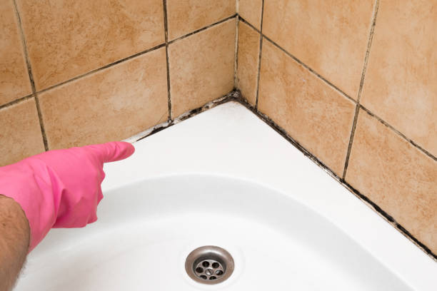Trusted Roessleville, NY Mold Removal Experts